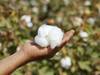 Cotton Price : कापसाच्या दरात घसरण झाल्यानं शेतकरी चिंतेत, 10 हजारांपेक्षा अधिकचा दर मिळावा, धुळे जिल्ह्यातील शेतकऱ्यांची मागणी