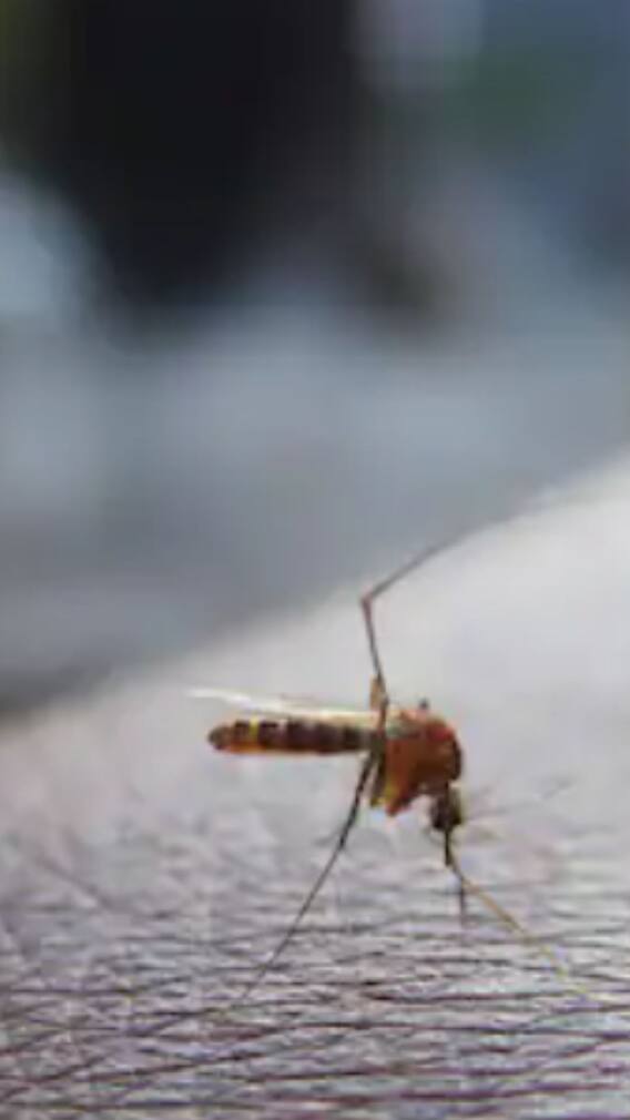 পুজোর মাঝে বৃষ্টি, ডেঙ্গির প্রবণতা বাড়াল কি ?