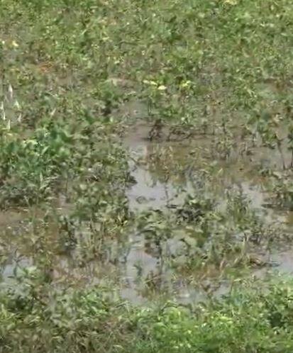 नांदेडसह परभणीत जोरदार पाऊस, शेती पिकांना फटका