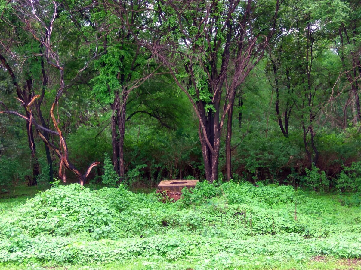 10 Indian Forests Every Nature Admirer Should Visit Once In Their Lifetime
