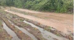 PHOTO: परतीच्या पावसाने हिंगोलीत सोयाबीनसह कापसाचं मोठं नुकसान