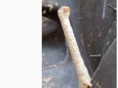 Viral video: பூமியில் இன்னும் உயிருடன் உள்ளதா டைனோசர்...? சந்தேகத்தை கிளப்பும் வைரல் வீடியோ..!