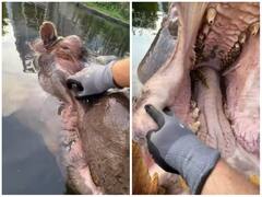 मौत को दावत देते दिखा शख्स, गुस्सैल हिप्पो के मुंह के अंदर डाला हाथ