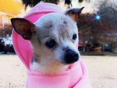 सबसे अधिक उम्र के डॉगी की मौत, गिनीज बुक ऑफ वर्ल्ड में भी दर्ज है रिकॉर्ड