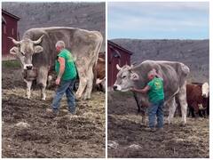 विशालकाय सांड को बॉडी मसाज देते दिखा बुजुर्ग शख्स, साइज देख उड़ जाएगा होश