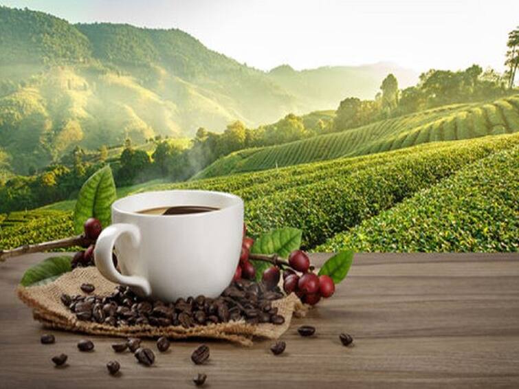 Here Is A Coffee Lovers Guide To The Best Coffee Plantations In India Food Tips: காஃபி பிரியரா நீங்கள்? இந்தியாவின் சிறந்த காஃபி தோட்டங்களை பார்வையிடலாமே?