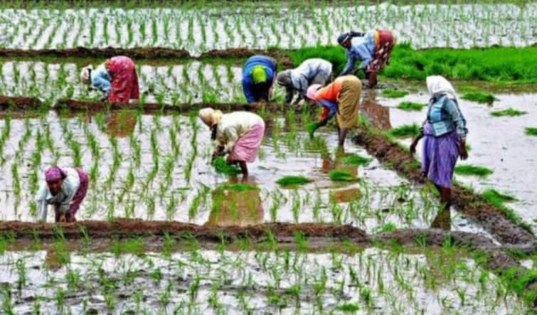 Chamba cultivation in Trichy district is 50 thousand hectares this year TNN திருச்சி மாவட்டத்தில் இந்த ஆண்டு 50 ஆயிரம் எக்டேர் பரப்பளவில் சம்பா சாகுபடி - வேளாண் துறை அதிகாரிகள்