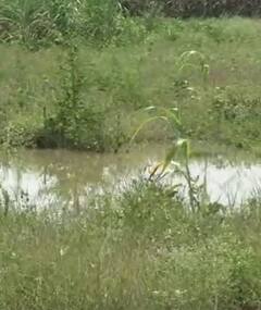 Photo : नांदेडसह परभणीत जोरदार पाऊस, शेती पिकांना फटका