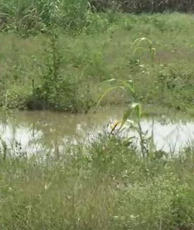 पावसामुळं शेती पिकांचे नुकसान