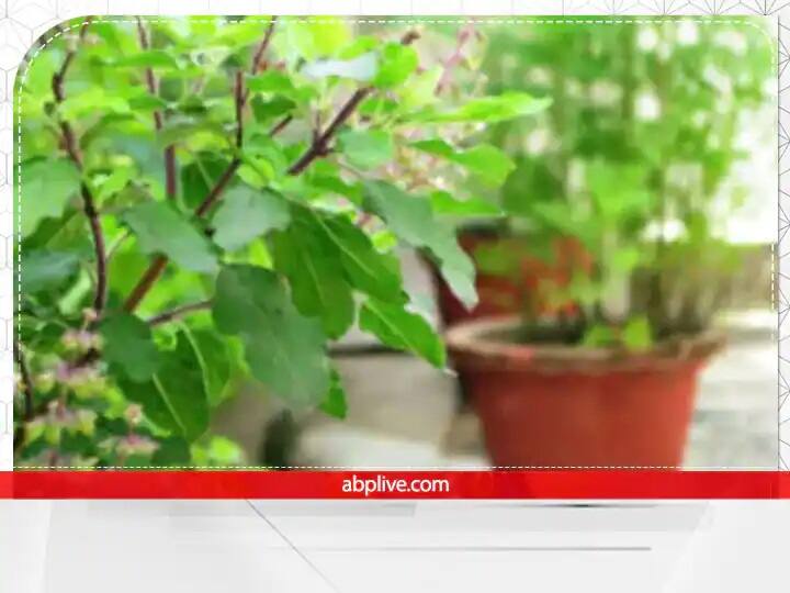 तुलसी का पौधा बहुत पवित्र होता है इसलिए कभी भी इसके पास गंदगी ना फैलाएं. तुलसी के गमले के आस-पास कूड़ादान नहीं रखना चाहिए. माना जाता है कि इससे घर में दरिद्रता आती है.