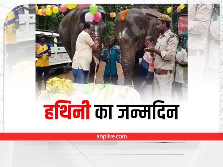 Jharkhand elephant rajni birthday celebration in Jamshedpur Dalma Wildlife Sanctuary ann Dalma Wildlife Sanctuary में मनाया गया हथिनी रजनी की13वां जन्मदिन, काटा गया 14 पाउंड का केक