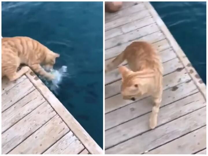 Cat catching fish surprised everyone on social media Video: बिल्ली ने स्पीड से दी मछली को मात, एक ही झटके में पंजे से किया शिकार