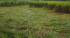 అన్నదాతను ఆగం చేస్తున్న వర్షం- నేలకొరిగిన పంటలు