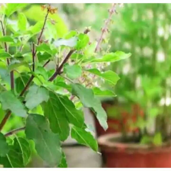 বাস্তুশাস্ত্র অনুযায়ী, তুলসি গাছ রাখার জন্য কিছু বিশেষ নিয়ম রয়েছে। সেগুলি না মানলে বাড়িতে সমস্যা দেখা দেয়। ঘরে দারিদ্রও দেখা দিতে পারে।