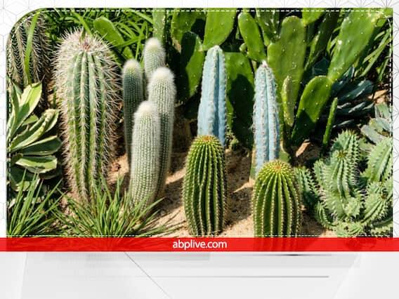 ઘરમાં કાંટાવાળા છોડ ન લગાવવા જોઈએ. જો તમે આવો છોડ રાખ્યો હોય તો પણ તેને તુલસીના છોડ પાસે બિલકુલ ન રાખો. તેનાથી ઘરમાં નકારાત્મક અસર થાય છે.