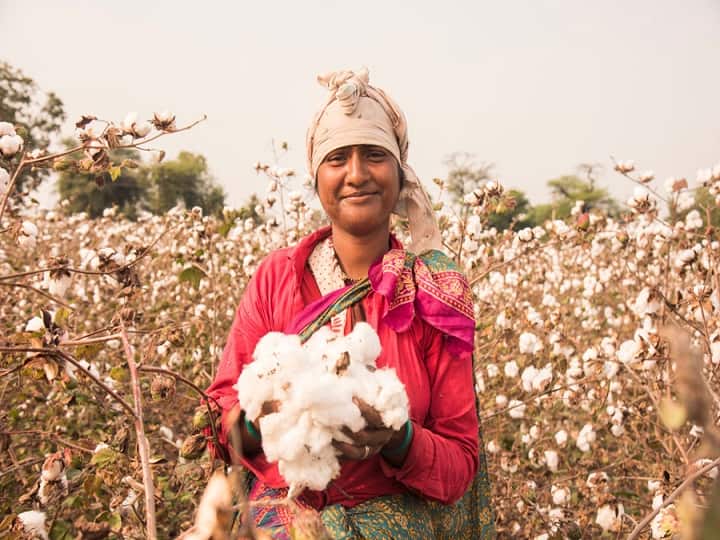World Cotton Day 2022: रोटी से लेकर कपड़ा तक मेन रोल अदा करता है कपास, किसान भी जान लें कपास से जुड़ी ये खास बातें World Cotton day 2022 presents the special role of Cotton in Farming, employment and change World Cotton Day 2022: रोटी से लेकर कपड़ा तक मेन रोल अदा करता है कपास, किसान भी जान लें कपास से जुड़ी ये खास बातें