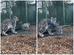 खूंखार मां के साथ खेलता दिखा प्यारा शावक, वीडियो ने जीता दिल