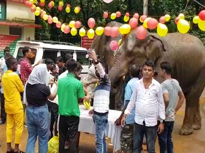 Dalma Wildlife Sanctuary में मनाया गया हथिनी रजनी की13वां जन्मदिन, काटा गया 14 पाउंड का केक
