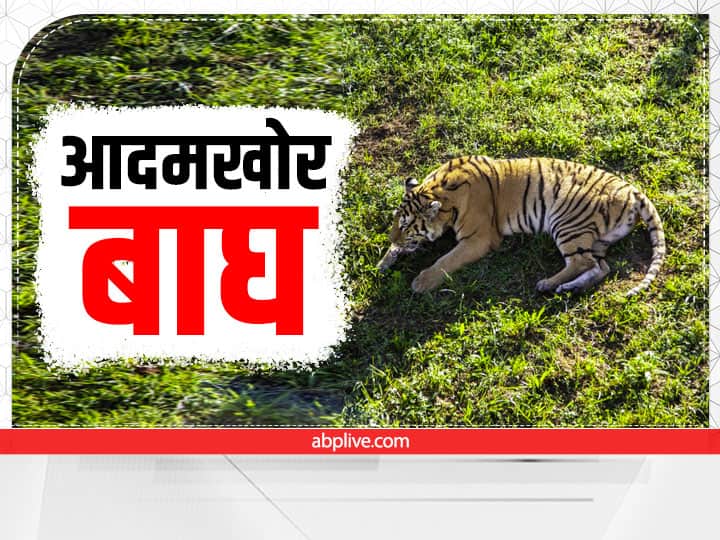 Bihar News: Tiger attack in Valmiki Tiger Reserve Bagaha Six People died and One Injured in Nine months ann Bihar News: बिहार के बगहा में बाघ ने मचाया आतंक, दो दिन में दूसरा शिकार, अब तक 6 मरे, 9 महीने में 7 लोगों पर हमला