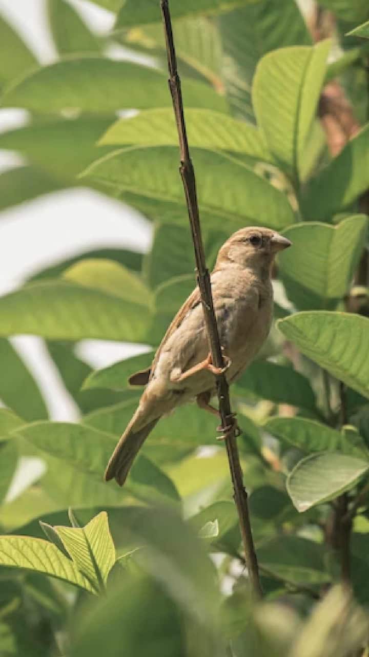 यामुळे तुमची पचनक्रिया चांगली होईल. यासोबतच पोटातील अल्सरपासूनही सुटका मिळेल.