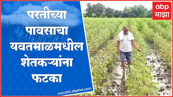 Yavatmal Rain  : यवतमाळ जिह्यात मुसळधार, पावसामुळे शेतकऱ्यांचे पिकांचे नुकसान ABP Majha