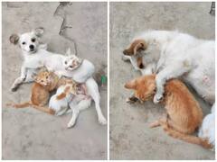 फीमेल डॉग ने लिया बिल्ली के बच्चों को गोद, दूध पिलाते आई नजर