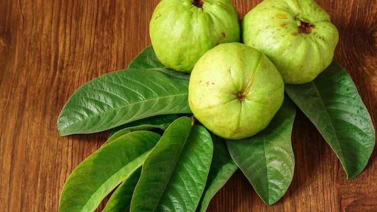 Guava fruits of Thailand variety do not spoil for 15 days Guava Farming: 15 વર્ષ સુધી ફળો આપશે જામફળની આ જાત, 15 દિવસ સુધી નહીં થાય ફળ ખરાબ