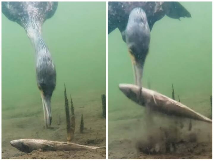 bird hunted fish lying on  bottom of river by diving Video: नदी के तल पर पड़ी थी मछली, पक्षी ने गोता लगाकर बनाया निवाला