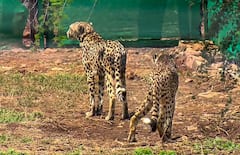 Environment Ministry Constitutes 9-Member Task Force For Monitoring Cheetah Introduction In Kuno National Park