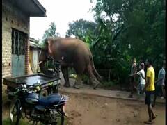 Elephant Attack: লেজ ধরে টানাটানি, হাতির আছাড়ে মৃত্যু এক ব্যক্তির