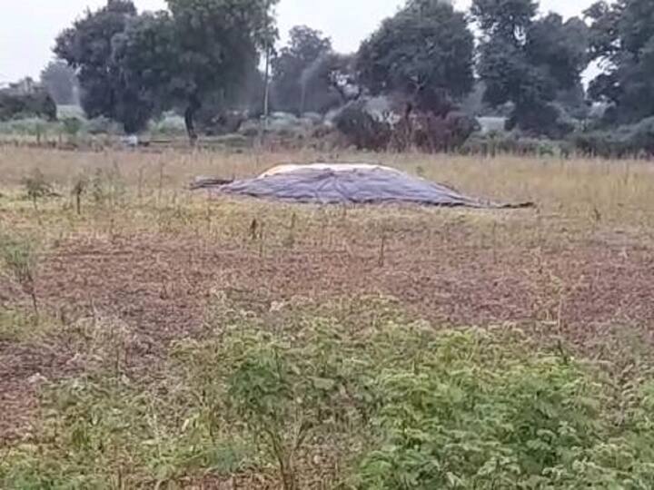 Loss of soybean crop due to return rains in Buldana district Buldhana Rain : बुलडाणा जिल्ह्यात परतीच्या पावसाचा शेती पिकांना फटका, शेतकरी चिंतेत, सोयाबीनचं नुकसान