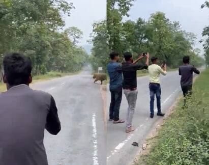 Video shows men going near tiger in MP forest for kids IFS officer says never do this ‘இப்படி செய்யாதீங்க’: புலியை விபரீதமாக வீடியோ எடுத்த இளைஞர்கள்: அறிவுரை கூறிய வனத்துறை அதிகாரி