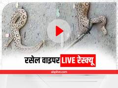 बिहार के भागलपुर में मिला दुनिया का खतरनाक सांप रसेल वाइपर, वीडियो देख कांप जाएगी रूह