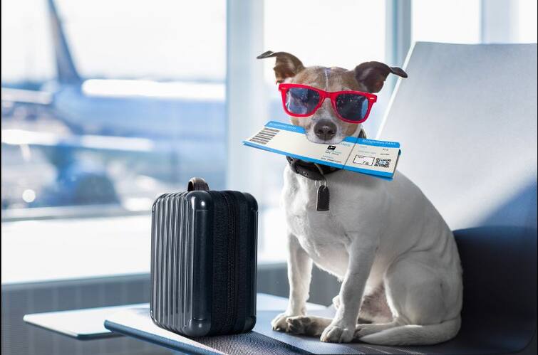 Passengers will be able to travel with pet dog and cat Pets In Airplane: ਪਾਲਤੂ ਕੁੱਤੇ ਤੇ ਬਿੱਲੀ ਨਾਲ ਸਫਰ ਕਰ ਸਕਣਗੇ ਯਾਤਰੀ, ਇਹ ਭਾਰਤੀ ਏਅਰਲਾਈਨ ਨਵੰਬਰ 'ਚ ਕਰਨ ਜਾ ਰਹੀ ਹੈ ਸ਼ੁਰੂਆਤ