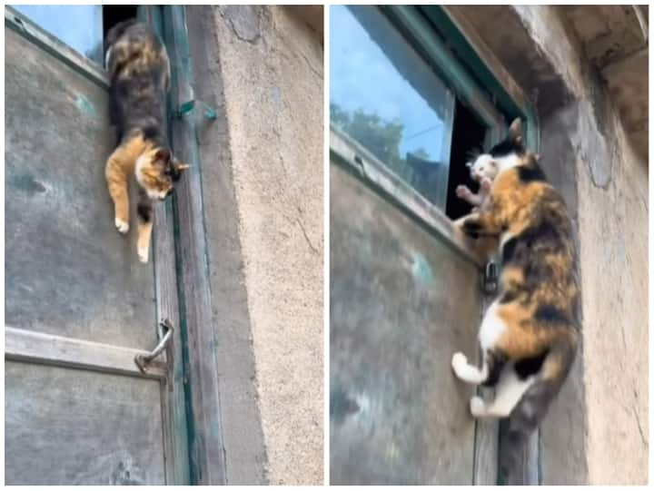 cat was seen jumping high by trapping the children in her mouth निंजा मोड में नजर आई बिल्ली, बच्चों को मुंह में फंसाकर लगाई तेजतर्रार छलांग