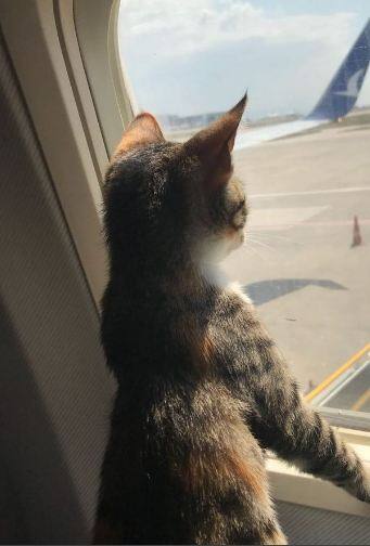 ਪਾਲਤੂ ਕੁੱਤੇ ਤੇ ਬਿੱਲੀ ਨਾਲ ਸਫਰ ਕਰ ਸਕਣਗੇ ਯਾਤਰੀ