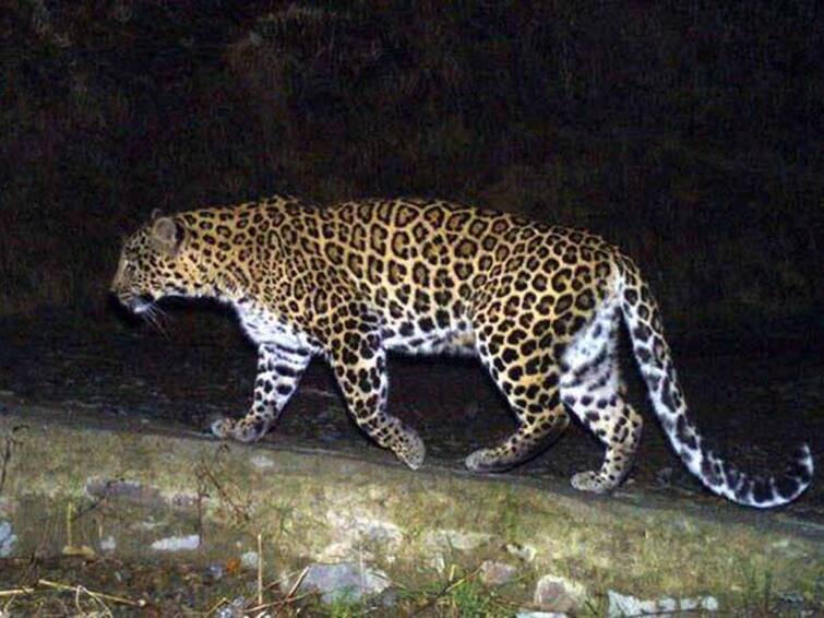 Viral Video: Leopard Enters Maharashtra House, Roams Around Viral Video:பச்சிளம் குழந்தை இருந்த வீட்டுக்குள் புகுந்த சிறுத்தை! - வைரல் வீடியோ