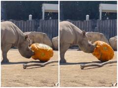 चिड़ियाघर में कद्दू से खेलते नजर आया गैंडा, दिल जीत रहा वीडियो