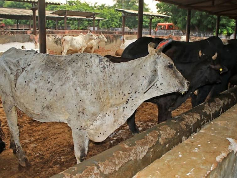 maharashtra News Aurangabad News Spread of lumpy in 366 villages in Hingoli  179 animals lost their lives Lumpy Skin Disease: हिंगोलीत 366 गावात लम्पीचा फैलाव, 179 जनावरांनी गमावला जीव