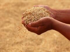 यूपी में शुरू हुई धान की खरीद, MSP पर बेचने के लिये यहां करवायें रजिस्ट्रेशन, टोल फ्री नंबर भी जारी