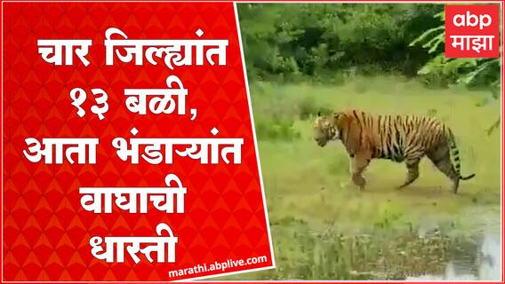 Bhandara CT1 Tiger : 4 जिल्ह्यात दहशत,  4 शेतकऱ्यांचा मृत्यू; वाघाच्या कोंबिंग ऑपरेशन वन विभाग सज्ज