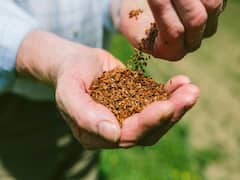 ये है इस सीजन की सबसे किफायती खेती, कम पानी में ही मिल जाती है बंपर पैदावार