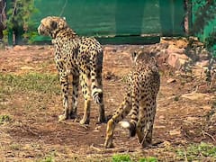 Kuno National Park Cheetah: నమీబియా చీతాల కోసం ప్రత్యేక టాస్క్‌ఫోర్స్, వాటి ఆరోగ్యాన్ని కాపాడేందుకే