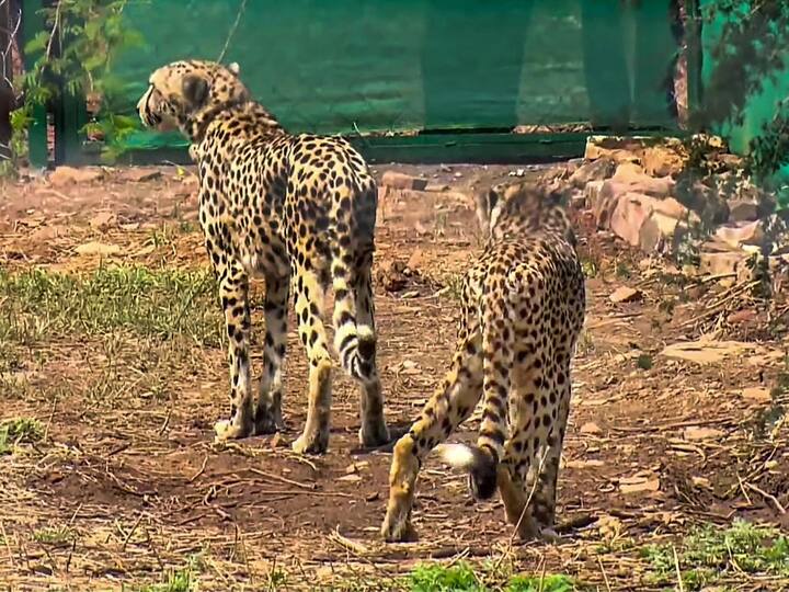 Kuno National Park Environment Ministry Constitutes 9-Member Task Force For Monitoring Cheetah Introduction Kuno National Park Cheetah: నమీబియా చీతాల కోసం ప్రత్యేక టాస్క్‌ఫోర్స్, వాటి ఆరోగ్యాన్ని కాపాడేందుకే