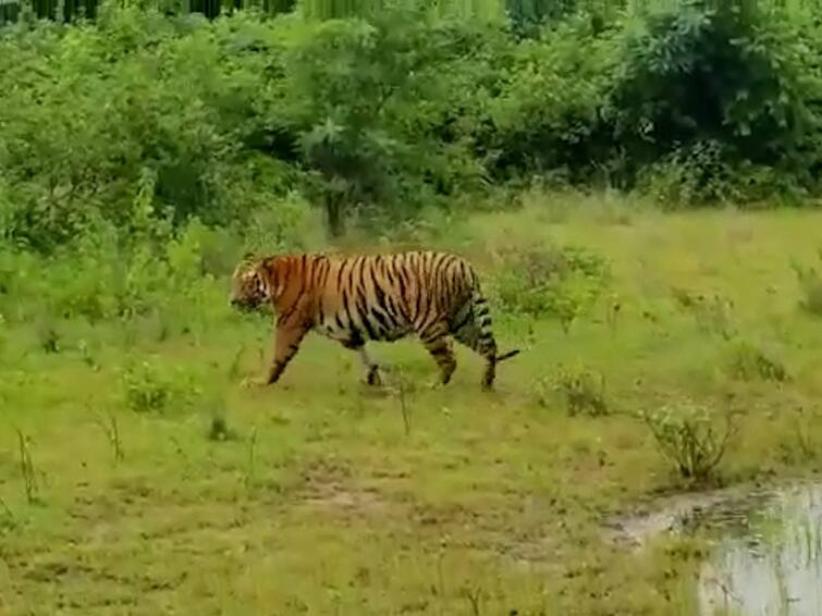 Bhandara News Terror of man eating tiger in Lakhandur farmers are left alone in fear three teams of forest department are in search of the CT 1 tiger Bhandara CT 1 Tiger Terror : नरभक्षी वाघाची लाखांदुरात दहशत, भीतीने शेतशिवार निर्मनुष्य, वन विभागाची तीन पथके वाघाच्या शोधात