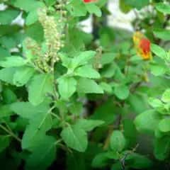 Vastu Tips : তুলসি গাছের কাছে রাখবেন না এই জিনিসগুলি ! ক্ষুব্ধ হন মা লক্ষ্মী