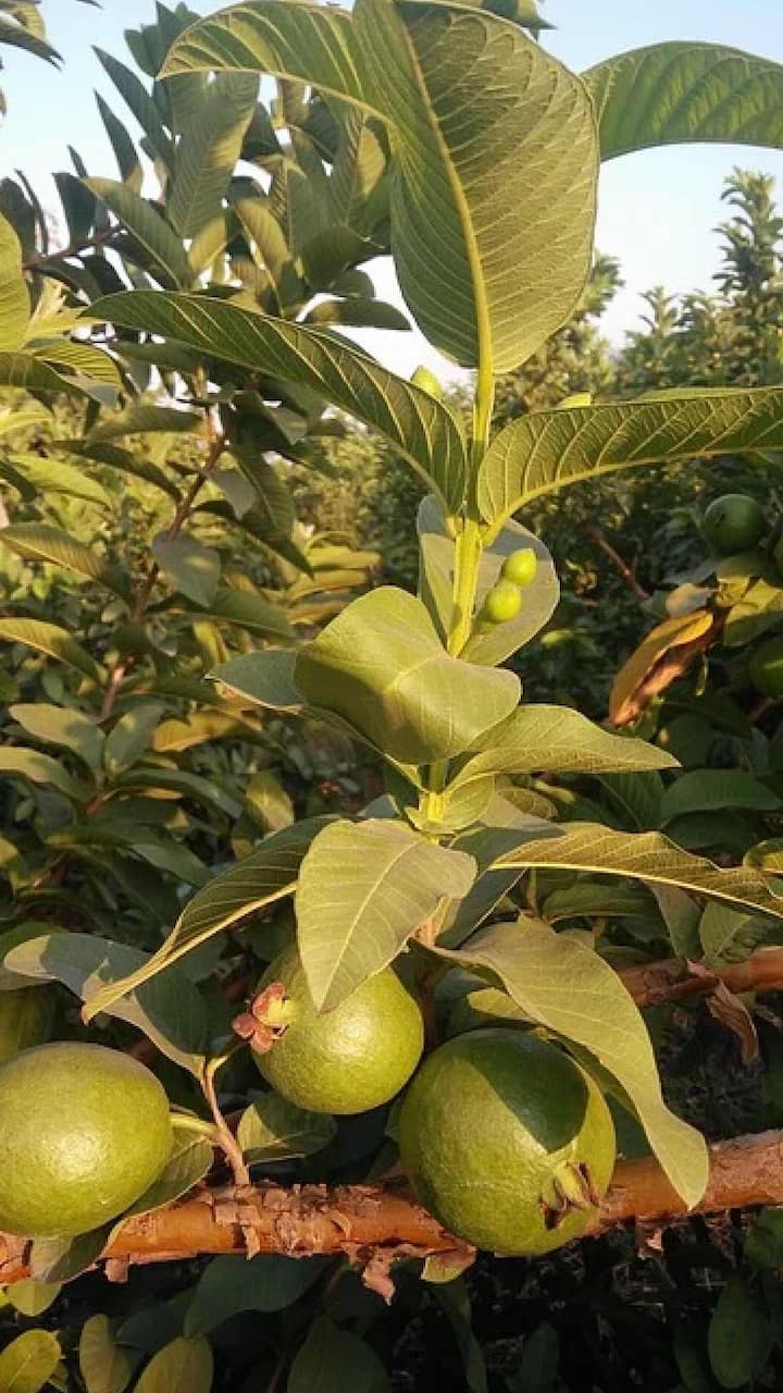 जर तुम्हाला गॅस्ट्रिक अल्सरचा त्रास होत असेल तर तुमच्या आहारात पेरूच्या पानांचा रस प्या.