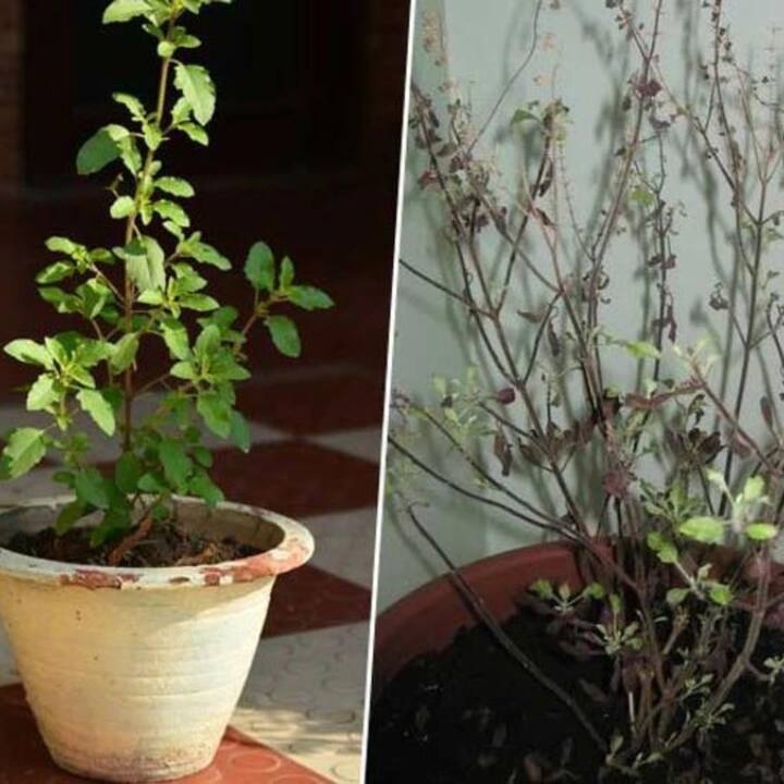 তুলসি গাছ খুবই পবিত্র, তাই এর আশপাশে কখনই ময়লা ছড়াবেন না। তুলসীর পাত্রের কাছে ডাস্টবিন রাখা উচিত নয়। এটা বিশ্বাস করা হয় যে এর ফলে ঘরে দারিদ্র আসে।