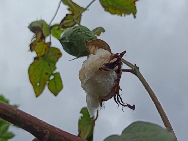 Nandurbar Rain Heavy loss of soybeans and cotton due to return rains in Nandurbar Nandurbar Rain : नंदूरबारमध्ये परतीच्या पावसामुळं सोयाबीनसह कापसाचं मोठं नुकसान, शेतकरी चिंतेत, मिरची व्यापारीही धास्तावले 