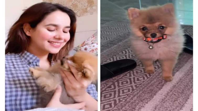 punjabi singer sunanda sharma s beloved dog chichi goes missing singer announces reward for person who will find her dog ਸੁਨੰਦਾ ਸ਼ਰਮਾ ਦਾ ਪਾਲਤੂ ਕੁੱਤਾ ਚੀਚੀ ਗਵਾਚਿਆ, ਗਾਇਕਾ ਨੇ ਸੋਸ਼ਲ ਮੀਡੀਆ ਤੇ ਕੀਤਾ ਐਲਾਨ, ਕੁੱਤਾ ਲੱਭਣ ਵਾਲੇ ਨੂੰ ਮਿਲੇਗਾ ਇਨਾਮ